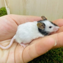 オセロみたい！パンダおチビマウスの登場です⭐️ パンダマウス