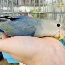 〜お散歩編〜コザクラの日常🦜最新画像になりますよ⭐️✨イチオシ✨セレクトコザクラさんです❣️ コザクラインコ　アクアバイオレット