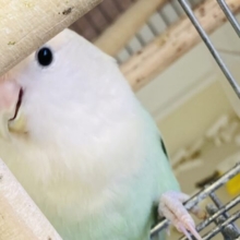 最新画像🌟とってもキュートなコザ女子よ❤︎ ⁾⁾手乗りコザクラインコさんです🍏✨