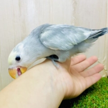 最新画像になりますよ⭐️優しさと可愛さの詰め込まれたコザたんだよ❣️ コザクラインコ　モーブパイド