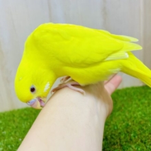 さし餌2回❣️最新画像になりますよ⭐️明るい表情でみんなをハッピーに🍀　セキセイインコ　ルチノー