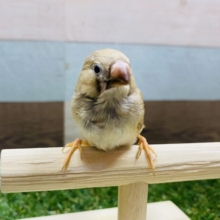 最新画像有り☆大人気カラーです！淡さが素敵なキンカ鳥シナモン♪