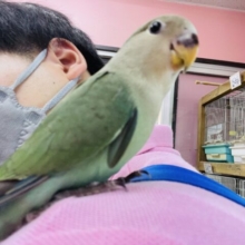 最新画像あります☆ヒナ餌卒業‼️ちょこちょこ動き回るぞ〜！深めブルーが素敵なコザクラインコ（ブルーチェリー）
