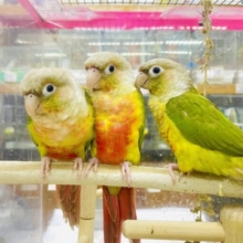 ⭐️新松戸店⭐️限定🌟ぱいなぽー！ウロコインコフェア🦜