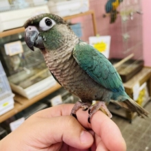 最新画像あります☆濃いめブルーでかっこいい！！ウロコインコのブルー！