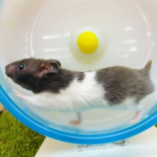 腰巻き巻きバッチリです👌ベルト模様が可愛いハムスター❣️ カラーハムスター　バンデット　男の子