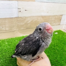 カッコ可愛い♡マメルリハのブラックモーブ！男の子〜