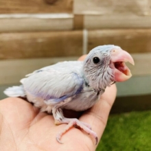 最新画像あります☆人気の高いカラーです！淡いブルーのマメルリハインコ（アメリカンホワイト）☆
