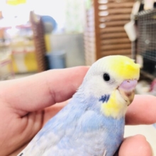 レインボー系カラー？　セキセイインコ　Ｒ５　７／１２撮影
