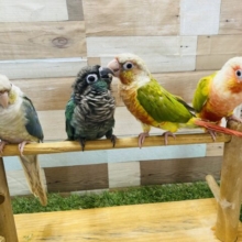 終了間近‼️本店限定⭐️個性豊かな子達が揃ってます！〜ウロコインコフェア〜