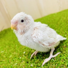 ワクワク❣️ポン❗️ポン❗️飛び出すよー☁️ セキセイインコ　ダブルファクター