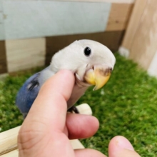 ベタ馴れ候補筆頭！カキカキ大好き♡コザクラインコのバイオレット！