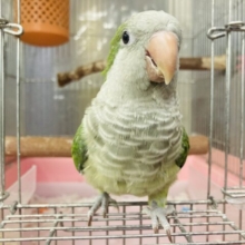 最新画像🌟カゴデビューしました🫧深緑💚手乗りオキナインコ(グリーン)🌵✨
