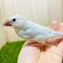 あと1羽❣️さし餌2回！最新画像になりますよ⭐️向かい風受けて強くなるよ🫶　シルバー文鳥