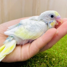 ドキドキ❣️ドン❗️ドン❗️前のめりー🌈　セキセイインコ　パステルレインボースパングルパイド