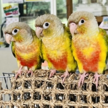 芳醇♡パイナップルウロコインコー！