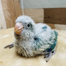わたわたなチョー可愛いヒナさんです！！オキナインコのアクアブルー！
