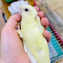 最新画像になりますよ‼️クリーミーなマイペースさん？　サザナミインコ　クリームルチノー
