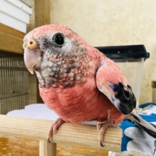 画像更新☆積極的〜♪コロンっとしたアキクサインコ☆