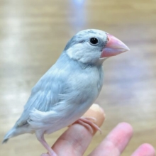 手の上が大好き♡シルバー文鳥(ひとり餌・カゴデビュー済)