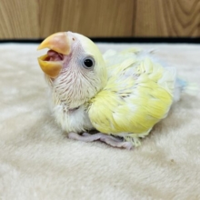 将来の素敵カラーが楽しみ♡コザクラインコ(クリームシナモン) ヒナ