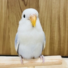ペンギンフォルムの甘えんぼさん♡コザクラインコ(ブルーバイオレットシナモンオパーリン)