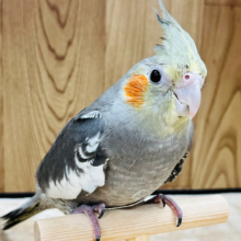 大きなチークパッチが特徴的☆オカメインコ(ノーマル)