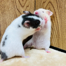 ちびっ子ハムスターがやってきた！カラーハムスター(男の子)
