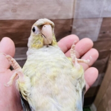 最新画像あります☆ヒナ餌卒業‼️濃いめブルーの羽がかっこいい！ウロコインコのバイオレットパイナップル！