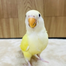 【最新画像更新🪄】将来はどんな子になるのかな♪コザクラインコ(クリーム) ヒナ