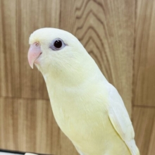 【最新画像更新🪄1人餌になりました！】前のめり〜マイペース〜◎サザナミインコ(クリーム) ヒナ