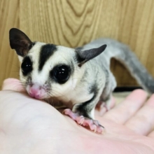 大きなおめめがチャームポイント♡フクロモモンガ(ノーマル) 男の子