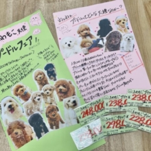 【 小山店限定 】ふわもこ天使集結〜♡プードルフェア開催✨️