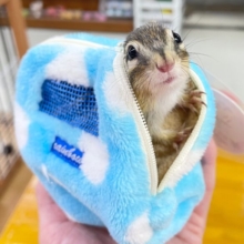 ポーチ大好き❤️シマリス(男の子)  2023年4月生まれ