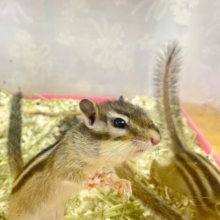 元気いっぱい❤️シマリス(男の子)  2023年4月生まれ