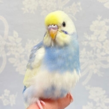 激カワ❤️セキセイインコ(パステル)  2023年5月生まれ
