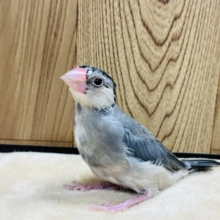 【最新画像更新🪄1羽になりました！】🐣ついんず🐣桜文鳥 ヒナ