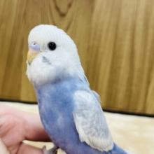 【最新画像更新🪄】好奇心旺盛さん♪セキセイインコ(スパングル) ヒナ