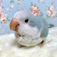 オキナインコ  ブルーパリッド   💎🩵✧︎*。
