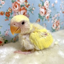 コザクラインコ  ゴールデン  👑💛｡・:＋°