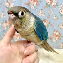 ウロコインコ(ワキコガネ)  バイオレットインブルー  🦋🔮✨.ﾟ･*