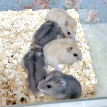 ジャンガリアン  イエロー＆サファイア🐹  5匹いますよ〜✨️