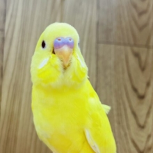 【最新画像更新🪄】カメラ目線が得意です‪☆セキセイインコ(ルチノー) ヒナ