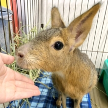 マーラ  くん入舎してます🌿‬･.｡*･.｡*