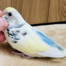 【最新画像更新🪄】なでなですると眠くなっちゃう。。。セキセイインコ(パステルレインボーパイド) ヒナ