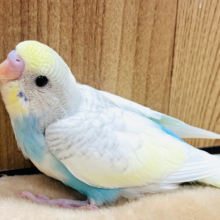 【最新画像更新🪄】将来は甘えんぼさん？♡セキセイインコ(パステルレインボースパングルパイド)  ヒナ