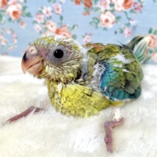 美声インコ   オパーリン   🌿‬🧡*ﾟ