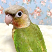 ウロコインコ  パイナップル  🍍🍋∗*ﾟ