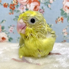 マメルリハ  パステルイエローグリーンSPターコイズ  男の子   🍋 . *゜
