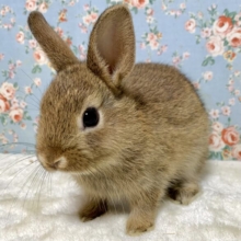 ネザーランドドワーフラビット  チェスナット  男の子  🤎🌳🐰